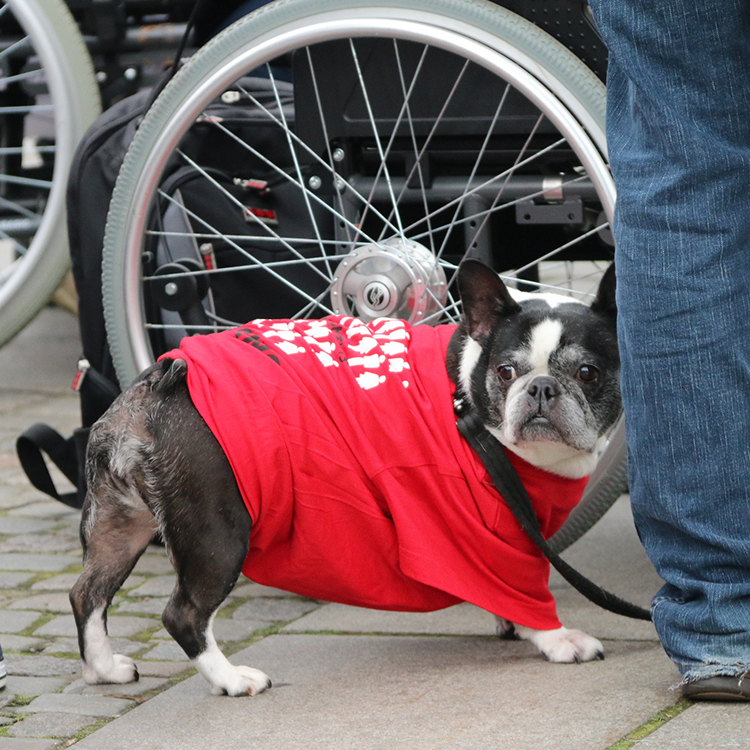 A french bulldog wearing a #MillionsMissing shirt standing beside a wheelchair.